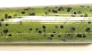 Watermelon Pepper - 130