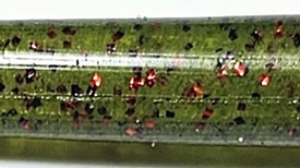 Watermelon Red - 131