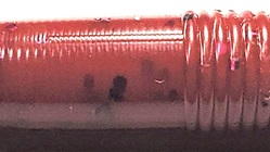 Oxblood - 601